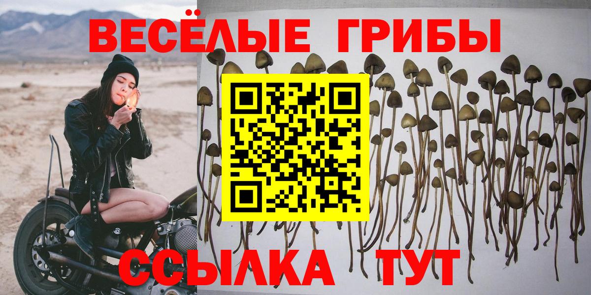 Галлюциногенные грибы Psilocybe Брянск