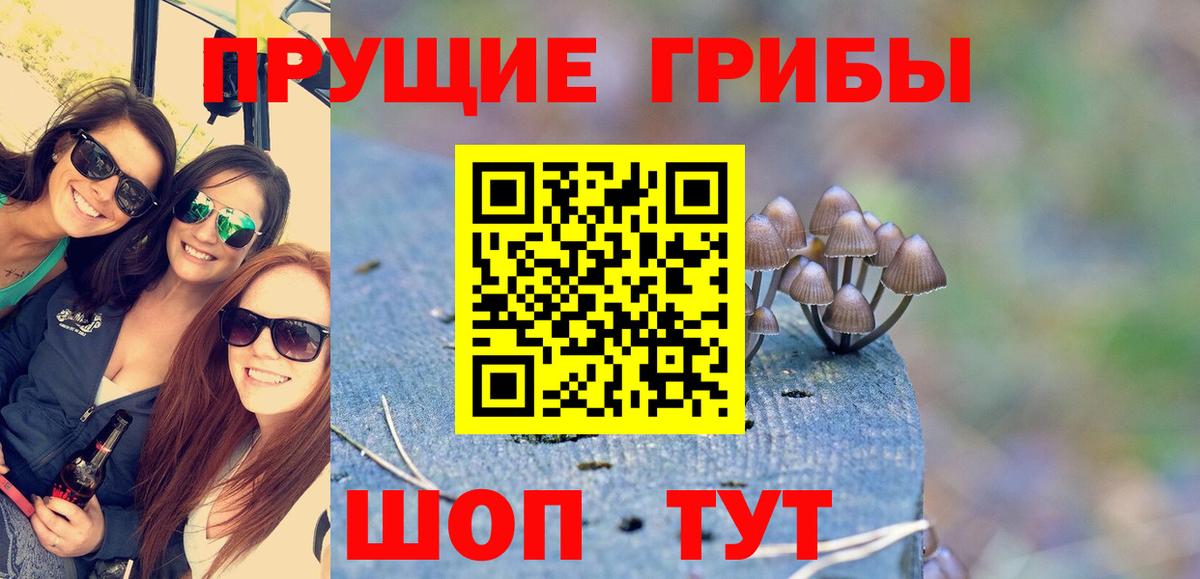 Галлюциногенные грибы Psilocybe  Брянск 